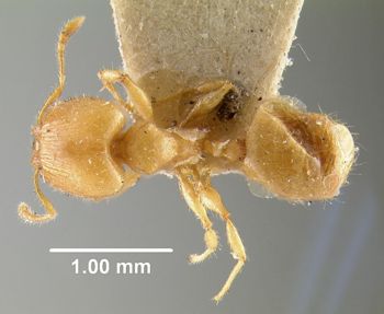 Media type: image;   Entomology 20742 Aspect: habitus dorsal view